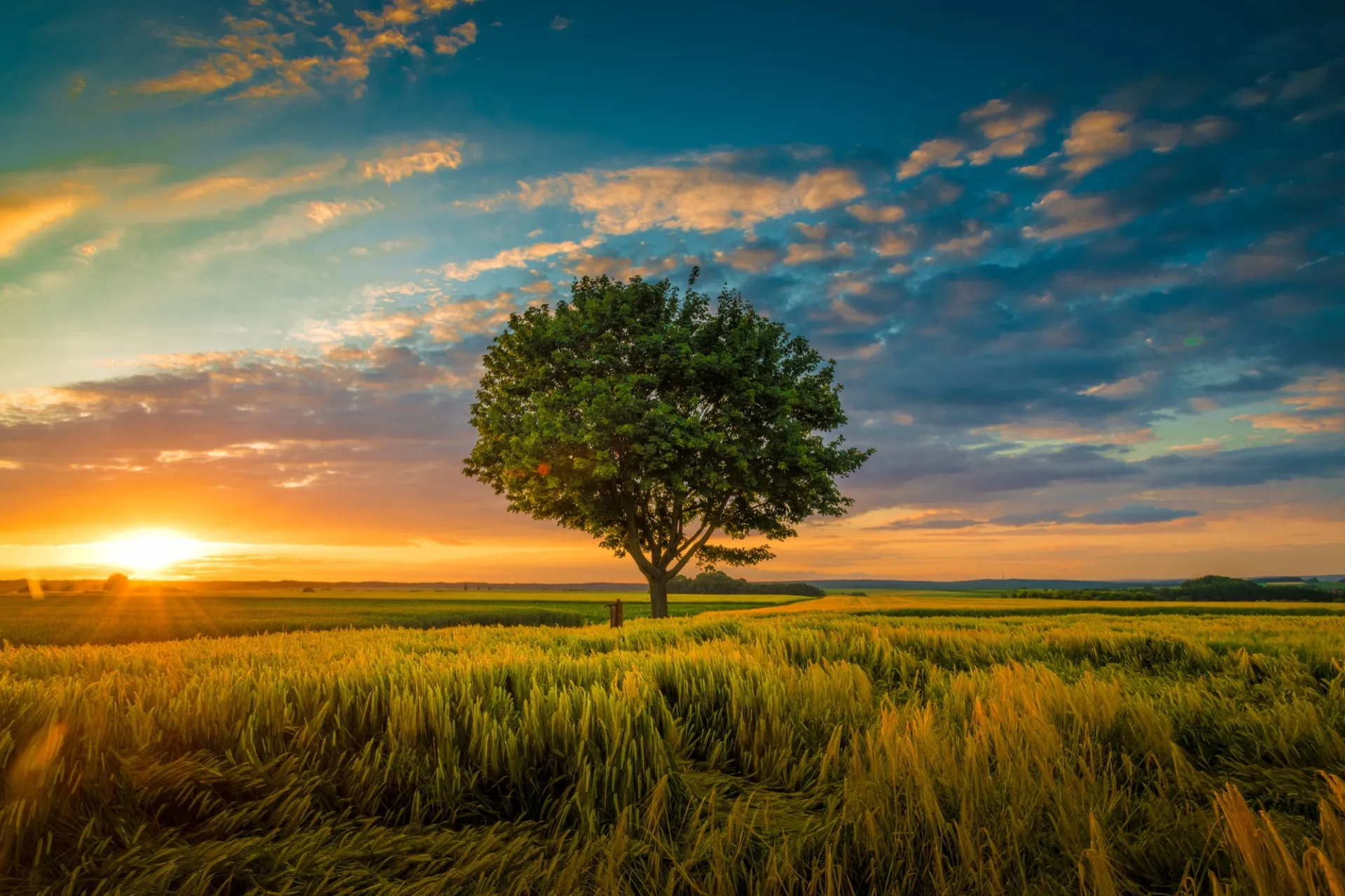 Uma bela paisagem ao pôr do sol com uma grande árvore em um campo, para inspirar um despertar das almas e cursos de magia divina.